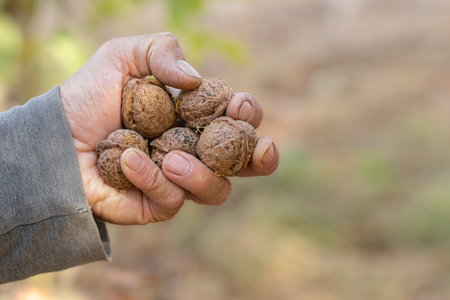Walnut harvesting. Whole walnut, healthy organic food concept.の写真素材