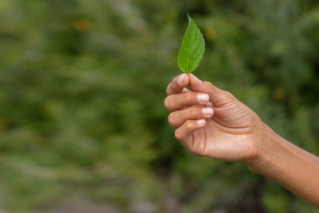 Fresh green mint leaf.Ecology natural creative concept.の写真素材