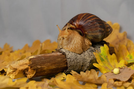 Big snail close-up. Snail on colorful background.Autumn warm background.の写真素材