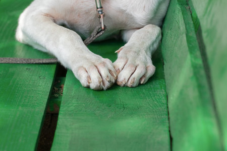 The pads of the paws of a small dog. A small dog sleeps in the open air outside on a sunny summer day.の写真素材