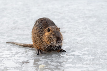 Close-up portrait of a wild nutria.Local people usually feed wild coypu by vegetables and bread.