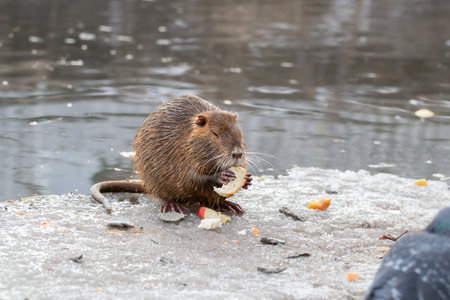 Close-up portrait of a wild nutria.Local people usually feed wild coypu by vegetables and bread.の写真素材