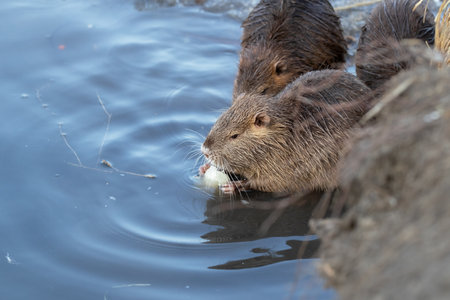 Close-up portrait of a wild nutria.Local people usually feed wild coypu by vegetables and bread.の写真素材