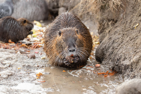 Close-up portrait of a wild nutria.Local people usually feed wild coypu by vegetables and bread.の写真素材