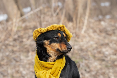 Portrait of an elegant dog in a yellow hat and scarf.Dog on a walk in a spring park.Spring bright collection for dogs.の写真素材