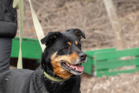 Treatment of dogs from parasites for safe walks.Dog on a walk in a spring park.Caring for pets, love, protecting a dog from fleas and ticks.の写真素材