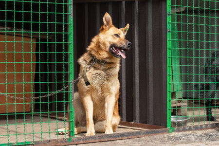 Big red dog on a chain.の写真素材