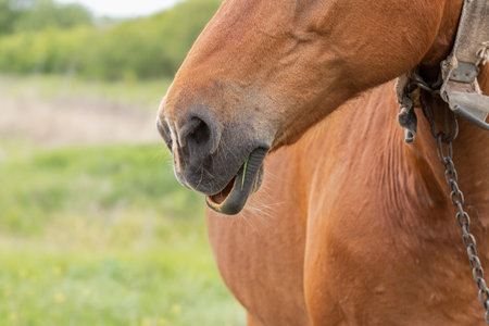 Closeup of a domestic horse.Adult brown horse grazing in meadow in summer.の写真素材