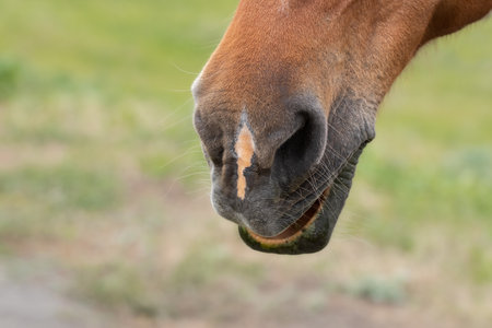 Horse nose and lips close up with dappled markings.の写真素材