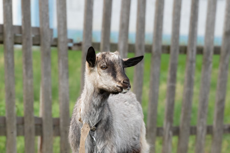 Funny goat grazing on a green grassy lawn. Close up portrait of a funny goat. Fanny Animal.の写真素材