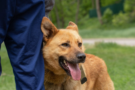 Man and dog. Concept of human animal friendship. Owner loves pet.の写真素材