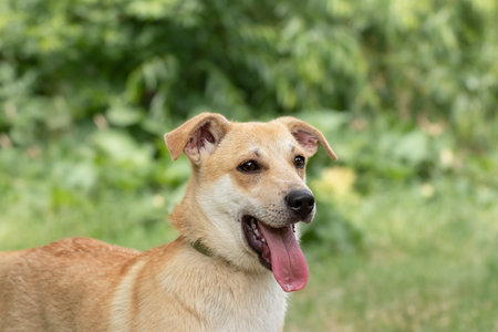 Portrait of a cute dog with big ears on the street.The concept of adorable pets.の写真素材