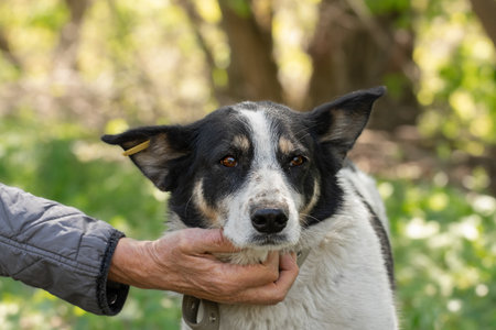 Portrait of a cute dog with big ears on the street.The concept of adorable pets.の写真素材