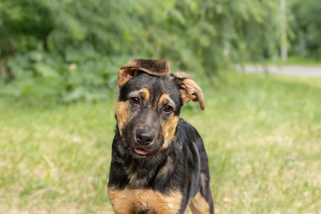 Portrait of a cute puppy with big ears on the street.The concept of adorable pets.の写真素材