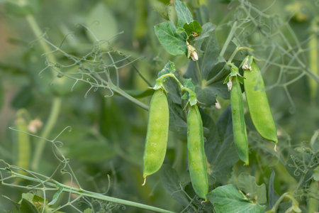Early pea plant with flower, green leaves, and thin pods. Common legume in spring cultivation.の写真素材