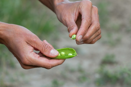 Fresh organic green peas. Vegetable harvesting.の写真素材