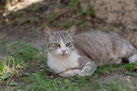 White and gray cat resting among green grass,enjoying a moment of relaxation in nature.の写真素材