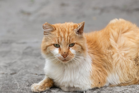 Portrait of a ginger cat on the street.Ginger tabby cat resting on pavement.の写真素材