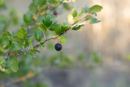 Fungus on a branch of yoshta.Fungus-damaged yoshta bush.Plant pests.の写真素材