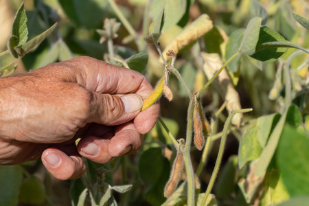 Ripe dry soybean pod on a bush in the field.Harvest time.の写真素材