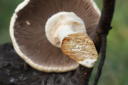 Cut on the stem of a champignon close-up.Mushroom picking in the forest.