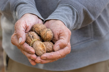 Senior hands cupping a handful of fresh walnuts, symbolizing harvest and natural food