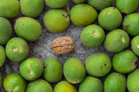 One mature walnut standing out among many immature green walnuts