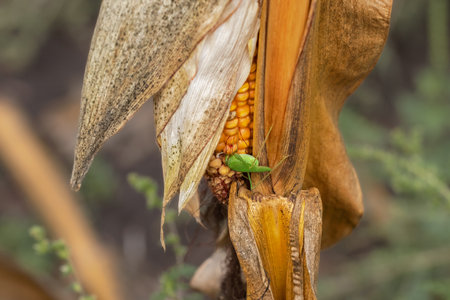 Small green grasshopper clinging to ripening yellow corn cob in an agriculture field.の写真素材