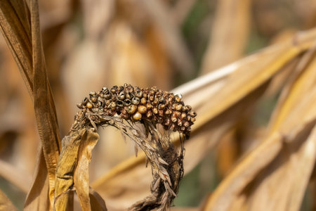 Moldy corn cob on the field. Rotten corn with ear rot, disease commonly caused by insect infestations.の写真素材