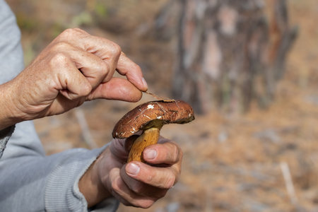 Man picking mushrooms.Time to pick mushrooms in the forest.の写真素材