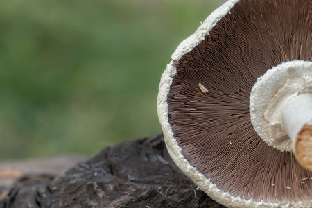Lamellar mushroom champignon cap close-up.の写真素材