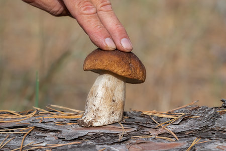Man picking porcini mushrooms.Time to pick porcini mushrooms in the forest.の写真素材