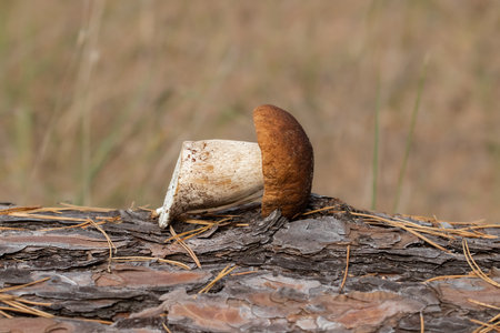 Time to pick porcini mushrooms in the forest.の写真素材