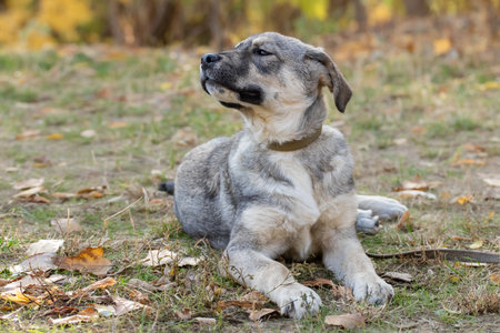 Dog in dry autumn leaves.Funny dog lying on grass with yellow leaves in autumn park.の写真素材