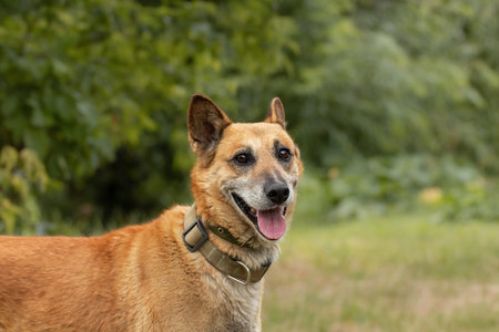 Portrait of a red dog on a warm autumn background, close-up.の写真素材