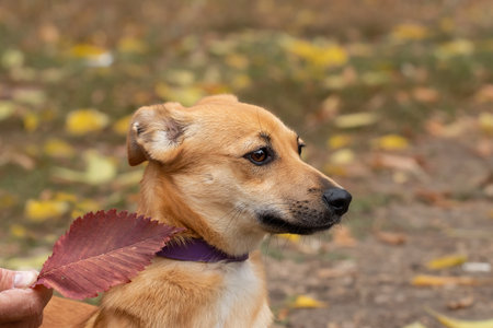 Dog on a walk in an autumn park.The concept of the daily life of the owner and his dog.の写真素材