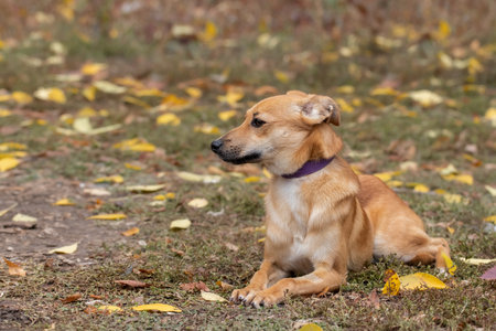 Dog in dry autumn leaves.Funny dog lying on grass with yellow leaves in autumn park.の写真素材