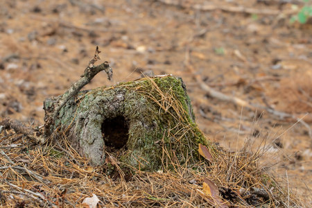 Large stump covered with moss in autumn pine forest.の写真素材