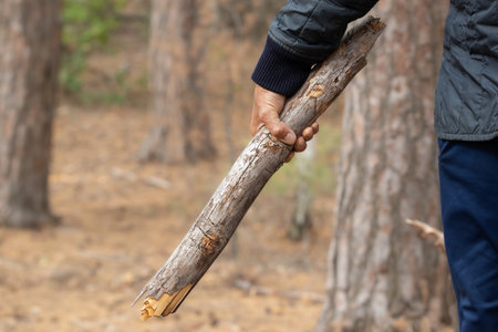 A man collects firewood in a pine forest.の写真素材