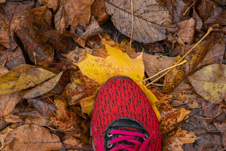 Red women's sneaker on yellow autumn leaves.Autumn weather concept,autumn outdoor walks.