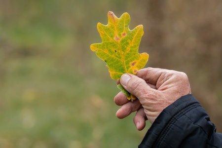 Close-up of a hand holding a yellow oak leaf.The concept of autumn, wilting and falling leaves.の写真素材