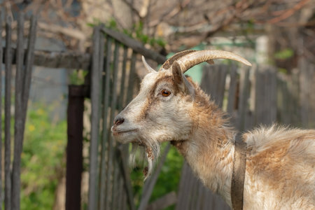 Portrait of a goat grazing on the lawn near the house. Adult goat with large horns.の写真素材