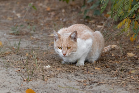 Ginger stray cat on the street.Cute stray cat looking somewhere apprehensively.Urban cat scene.の写真素材