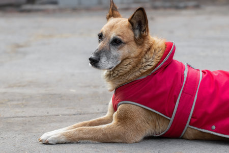 Big dog in red vest on a walk.の写真素材