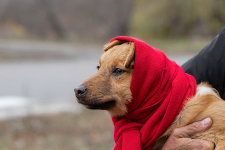 Funny dog in a red scarf.Funny animals.の写真素材