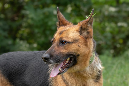 Close-up portrait of a mestizo German shepherd dogDog in nature.の写真素材