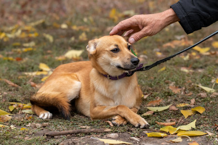 Small mongrel ginger dog on a walk.The dog is lying on the ground and has put his paws on top of each other in a funny way.の写真素材