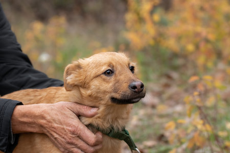Man hugging his dog. The dog is happy to be together with his owner.の写真素材