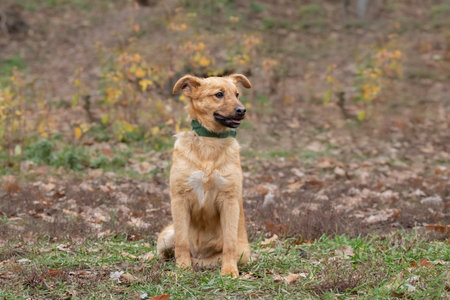 Ginger teenage puppy sitting in the grass.Portrait of a red dog.の写真素材