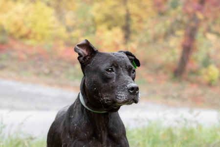 Portrait of a dog with scars on its muzzle.